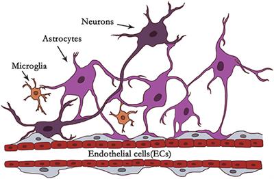 Interaction of Microglia and Astrocytes in the Neurovascular Unit